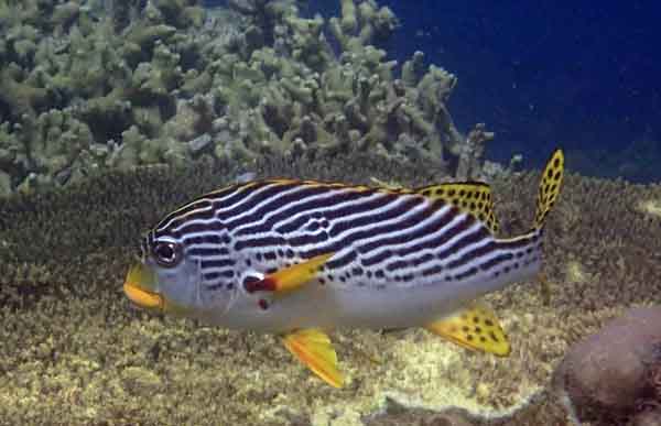 Snorkeling near Coron