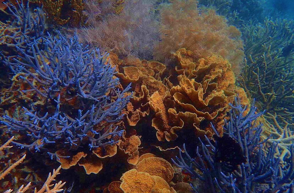 Snorkeling near Coron