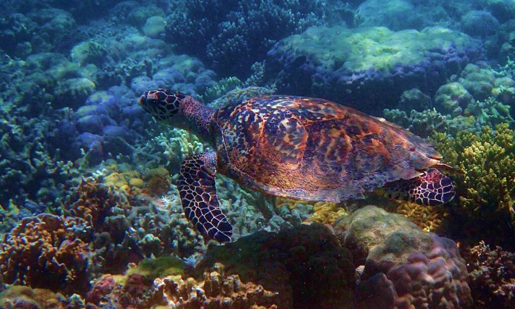 Snorkeling near Coron