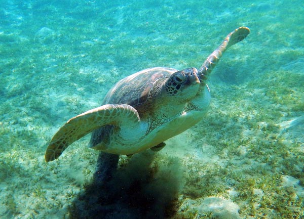 Snorkeling near Coron