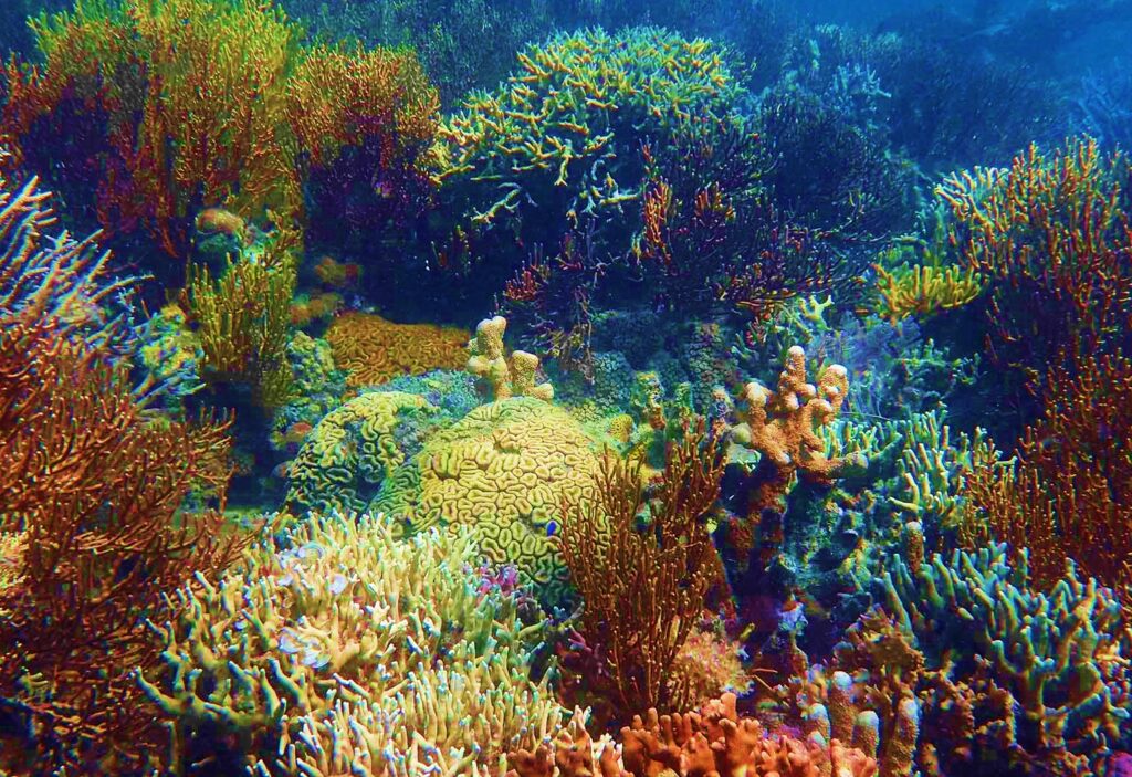 Snorkeling near Coron