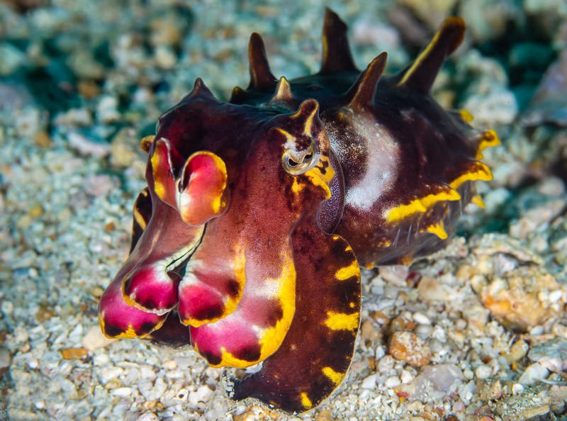 Diving Malapascua