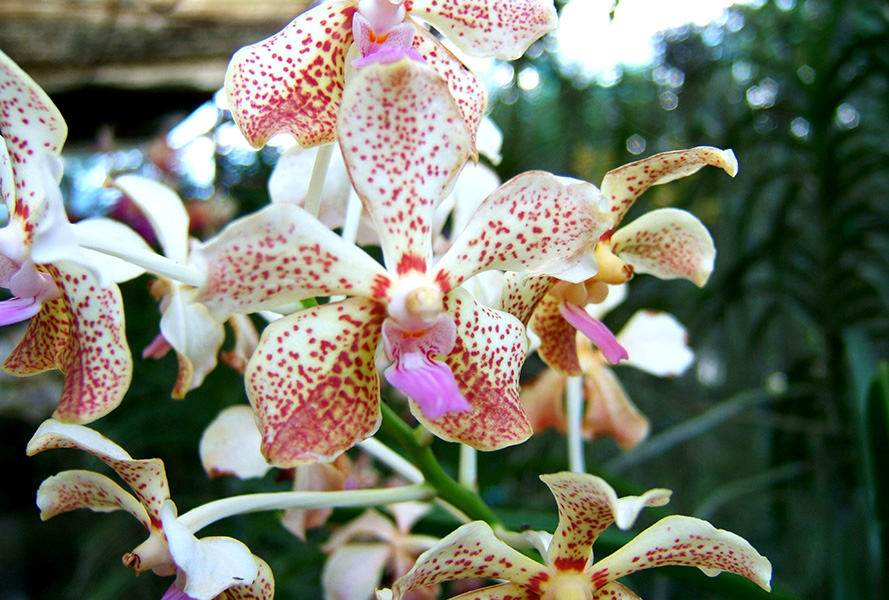 Moalboal Orchid Farm