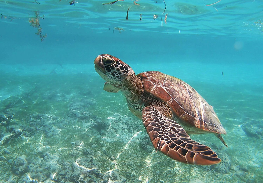 Moalboal snorkelling