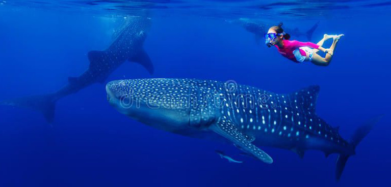 Whale Shark