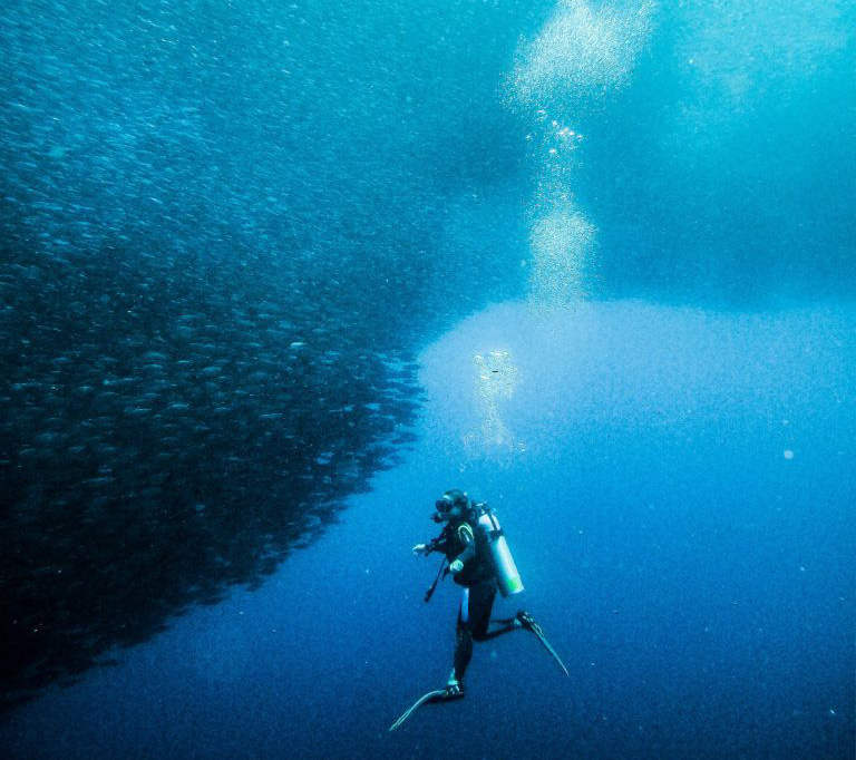 diving in Moalboal