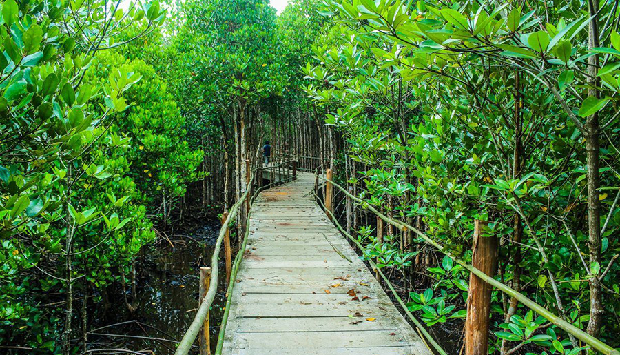 Bantayan mangrove garden