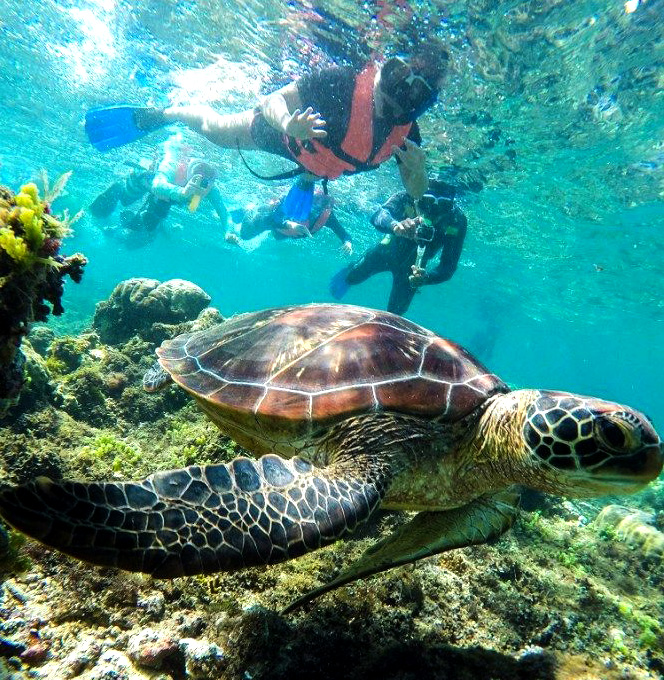 Snorkel with Turtles