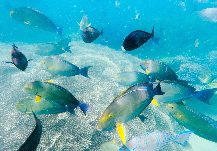 Diving in Coron