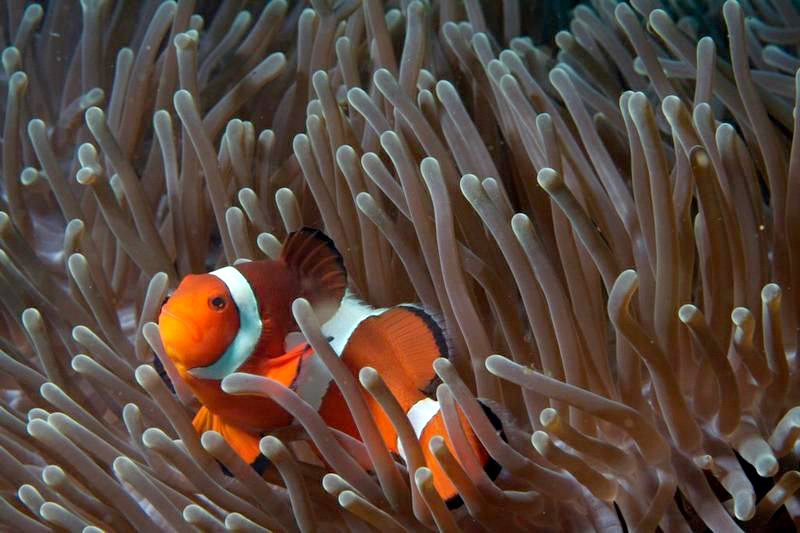 Tubbataha Reef