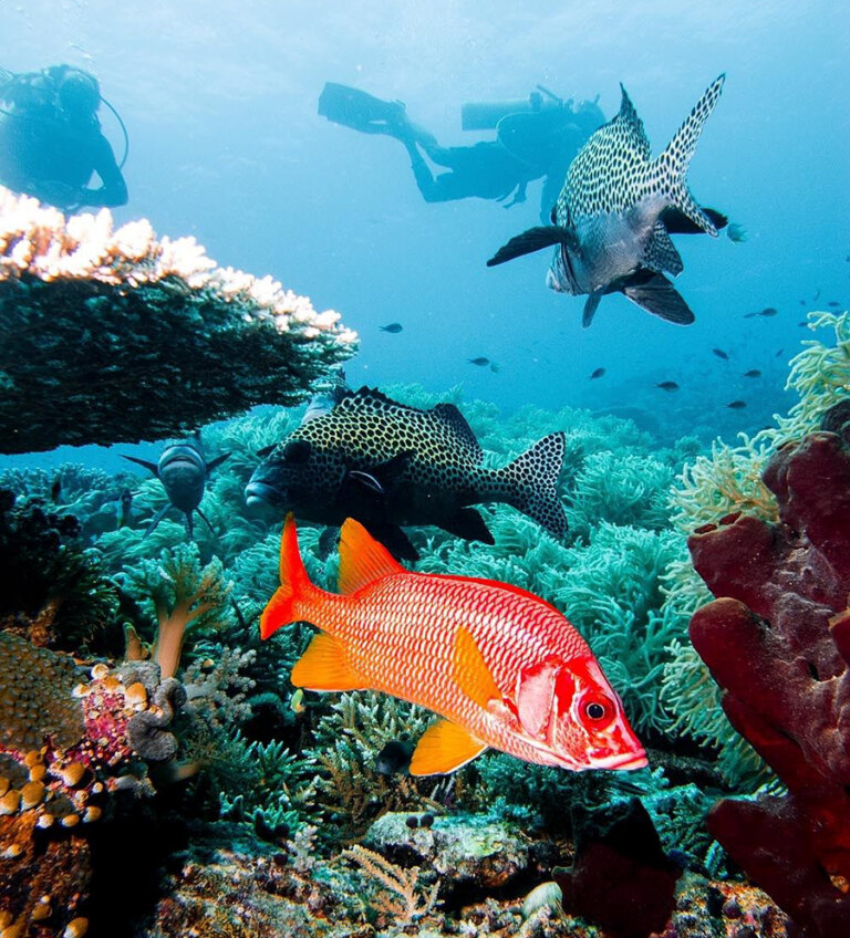 Tubbataha Reef