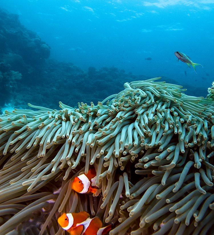 Tubbataha Reef