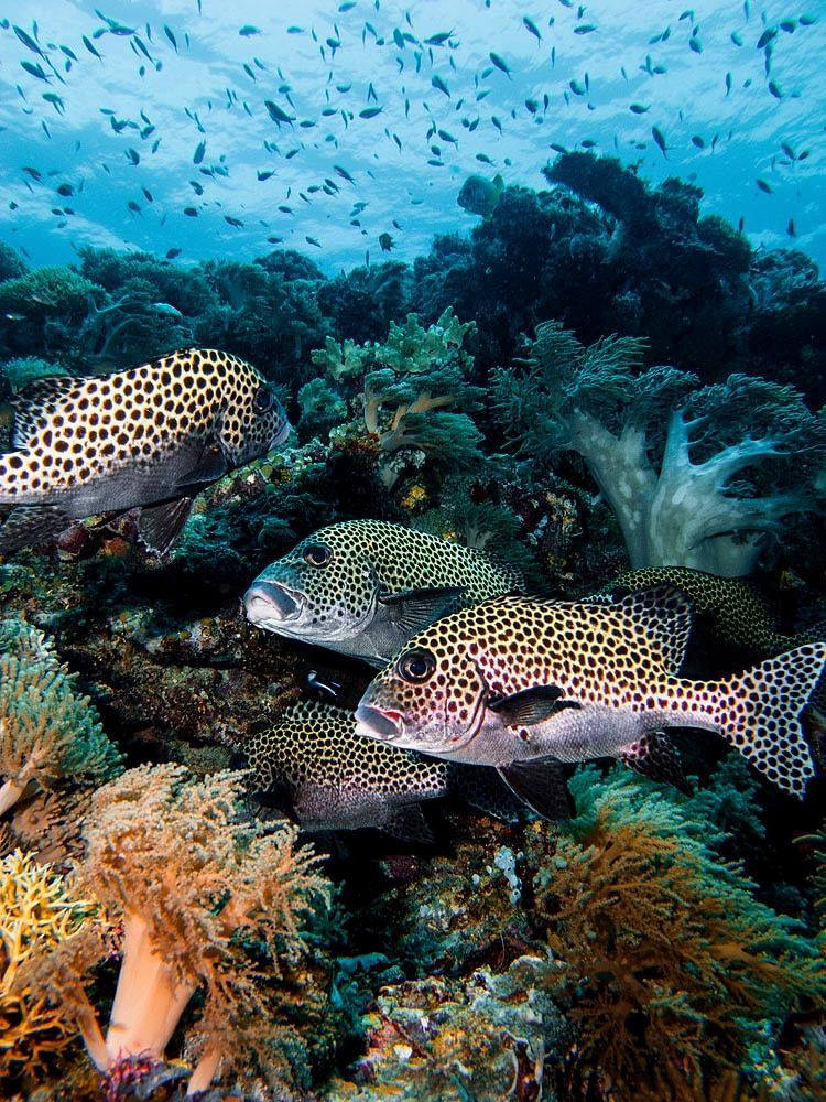 Tubbataha Reef