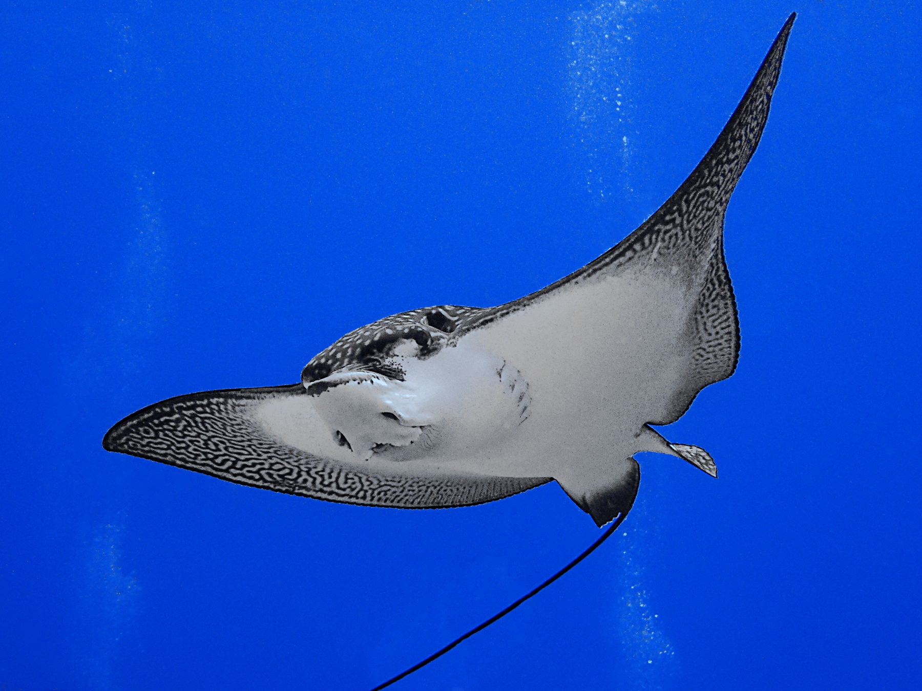 Aetobatus narinari
