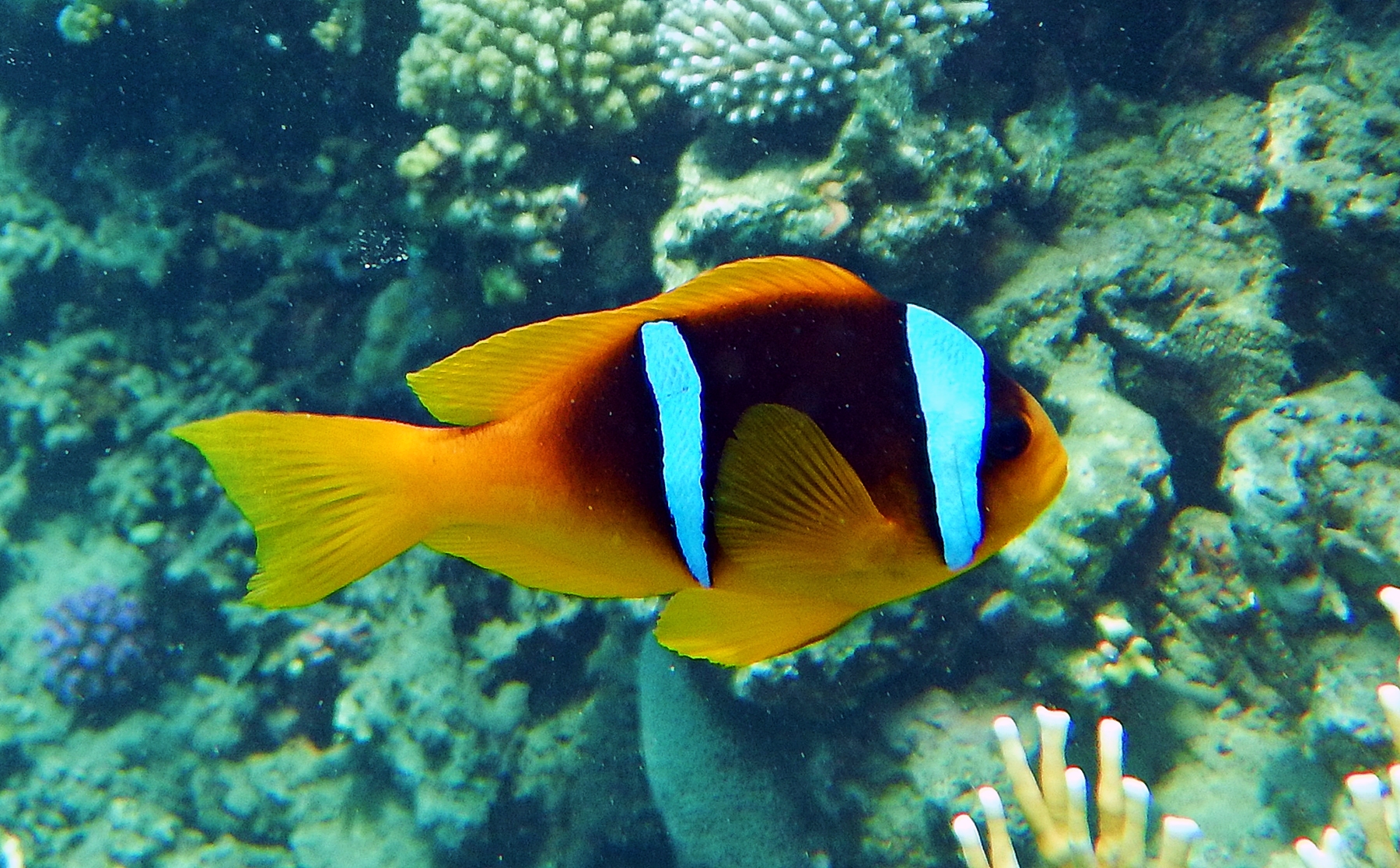 Amphiprion chrysopterus