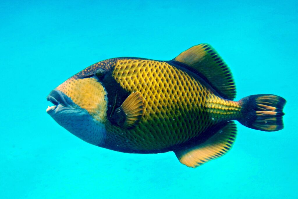 Balistodes viridescens