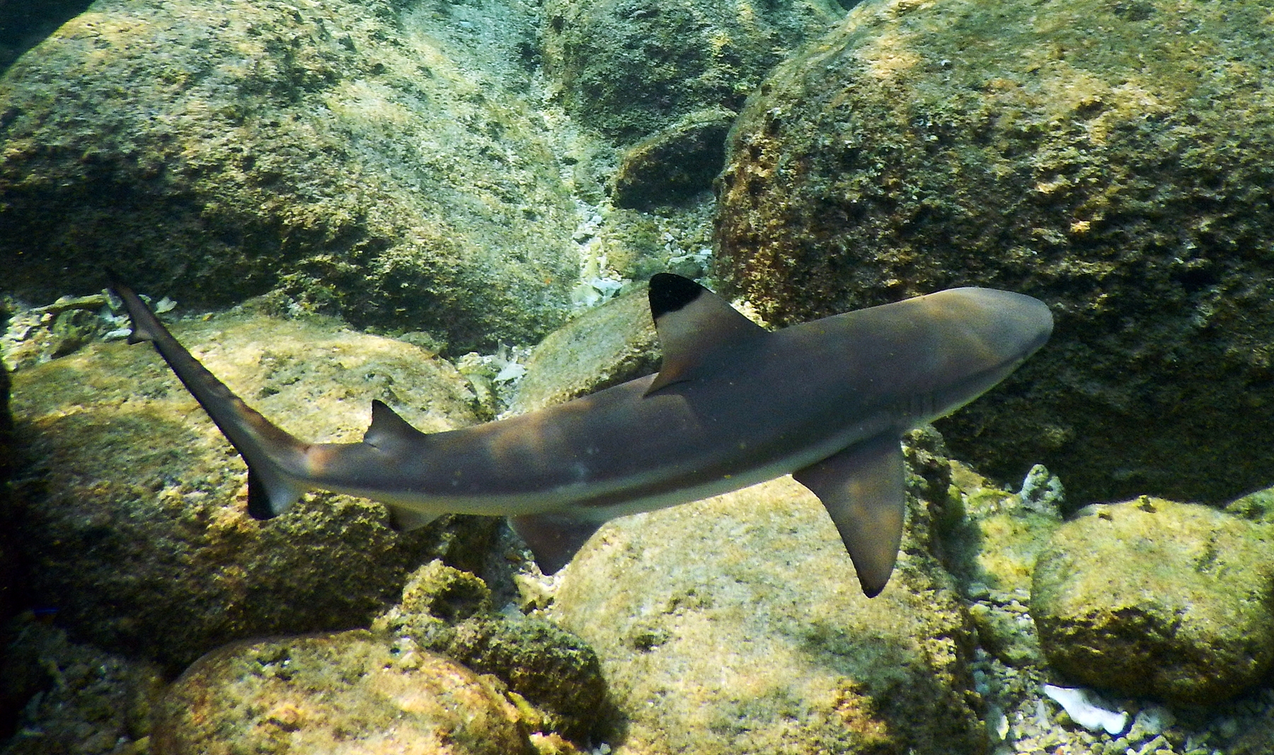 Carcharhinus melanopterus
