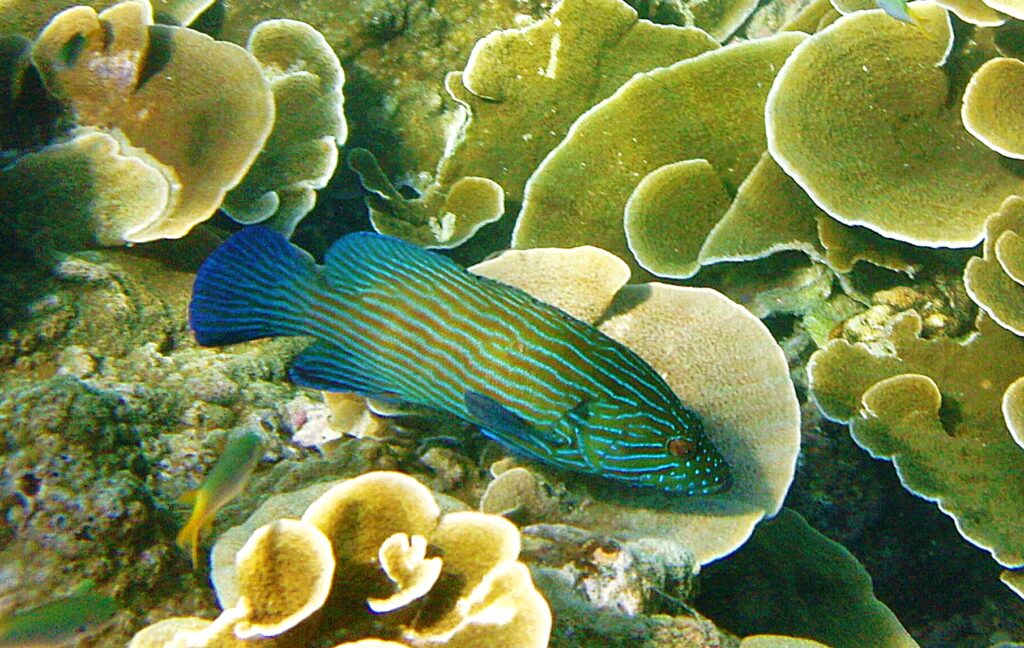 Cephalopholis formosa (Bluelined Grouper)