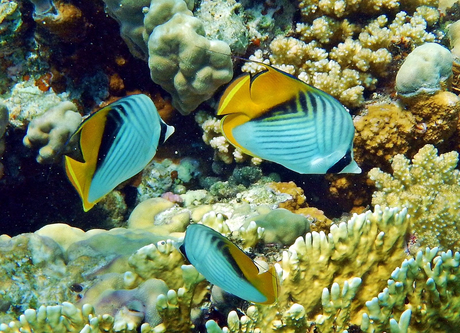Chaetodon auriga