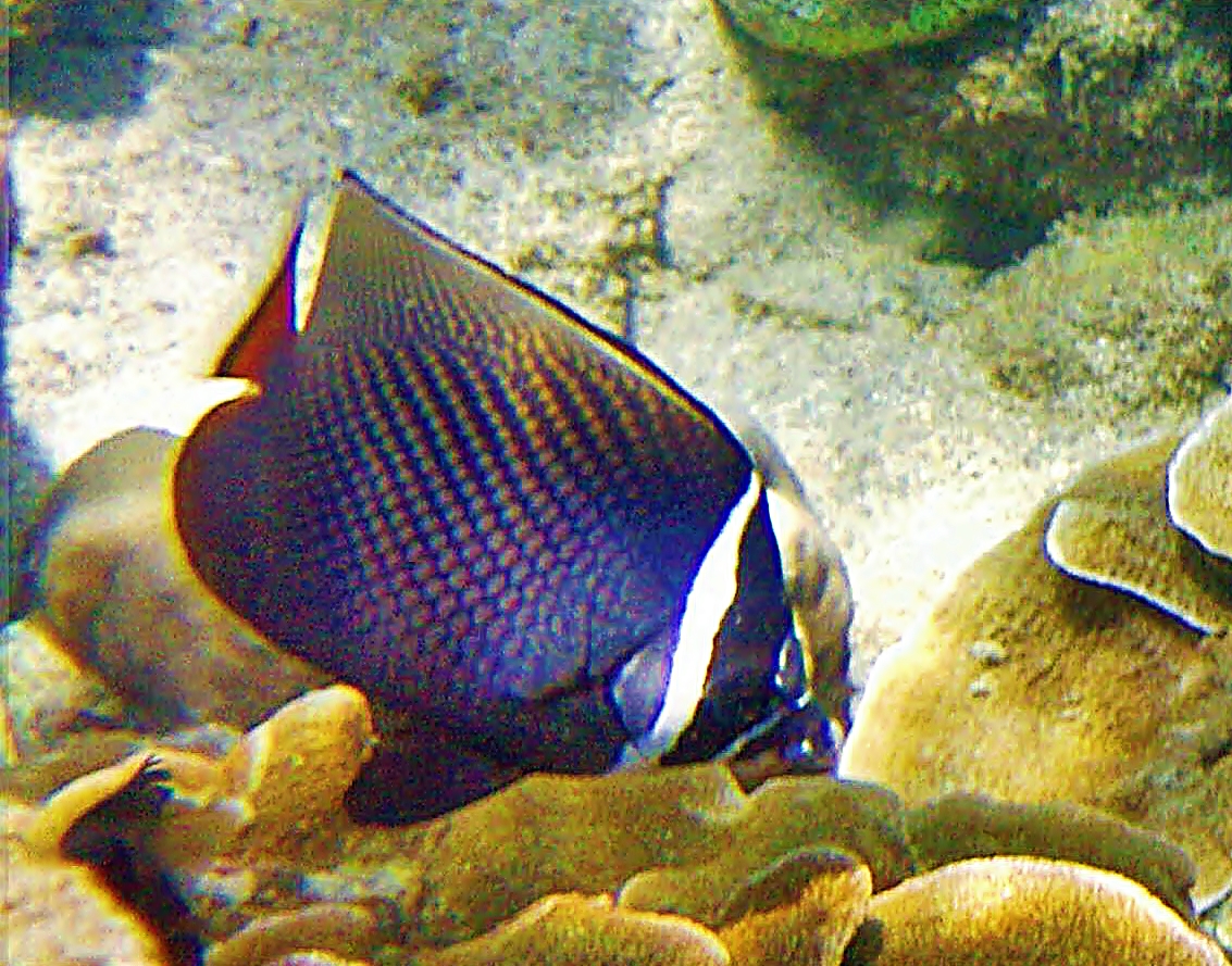 Redtail butterflyfish