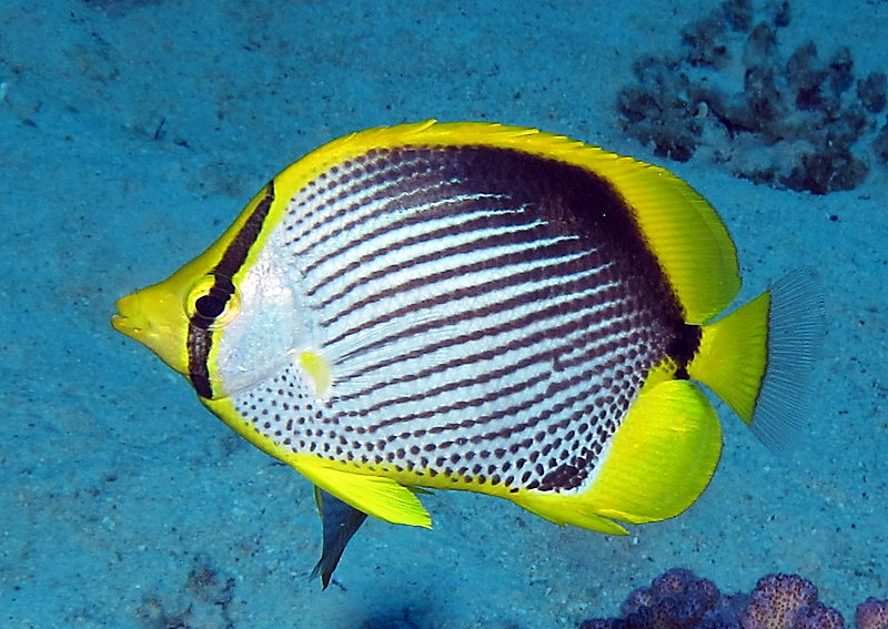 Black-backed ButterflyFish