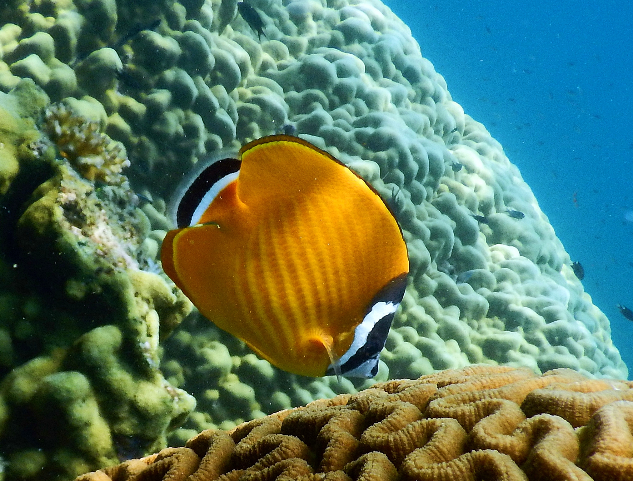 Black-backed ButterflyFish