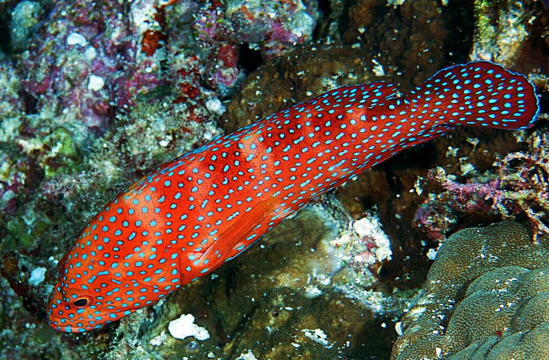 Cephalopholis miniata