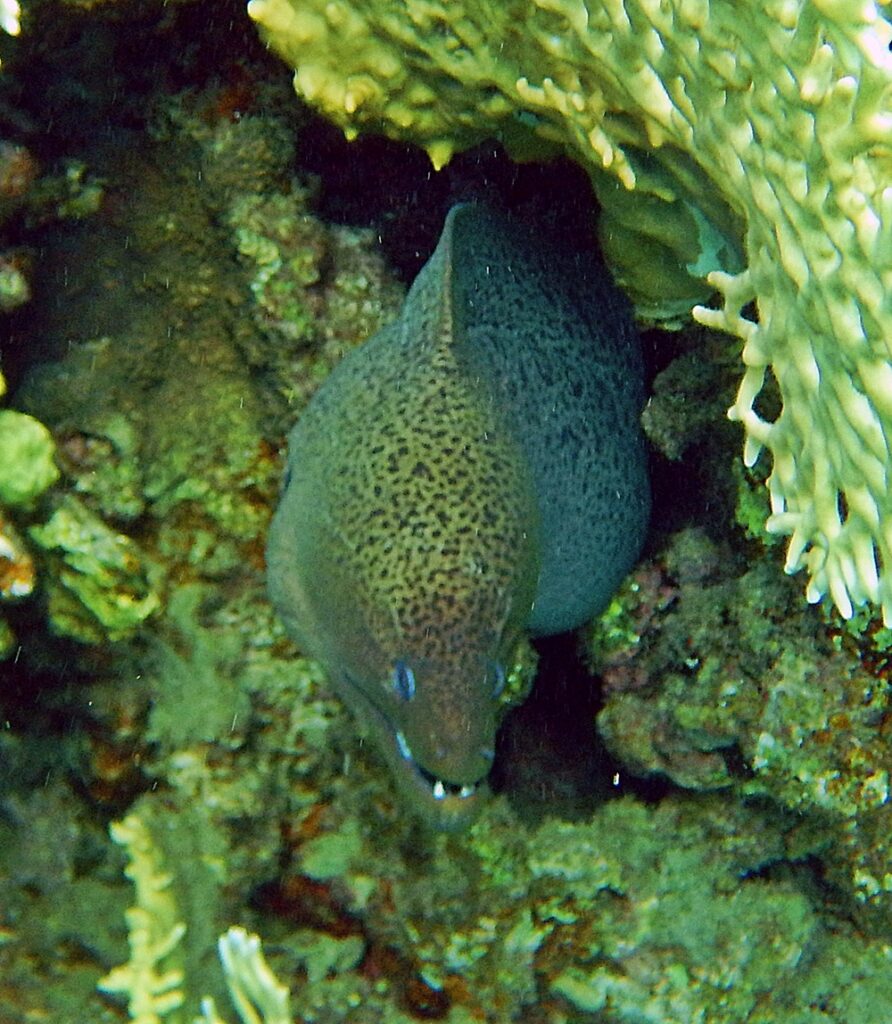 Gymnothorax javanicus