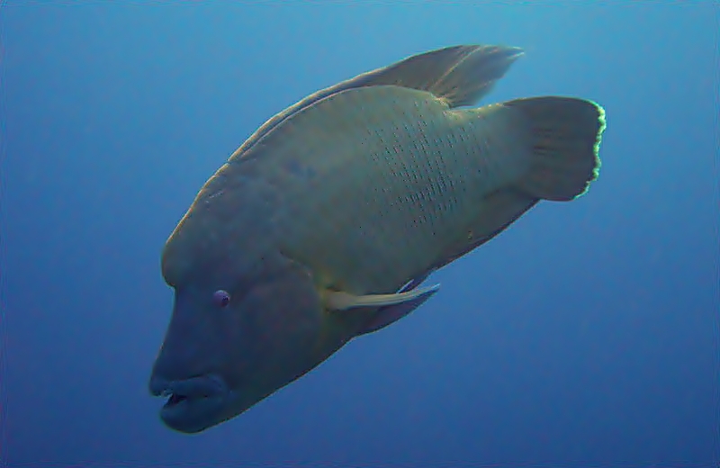 Humphead wrasse