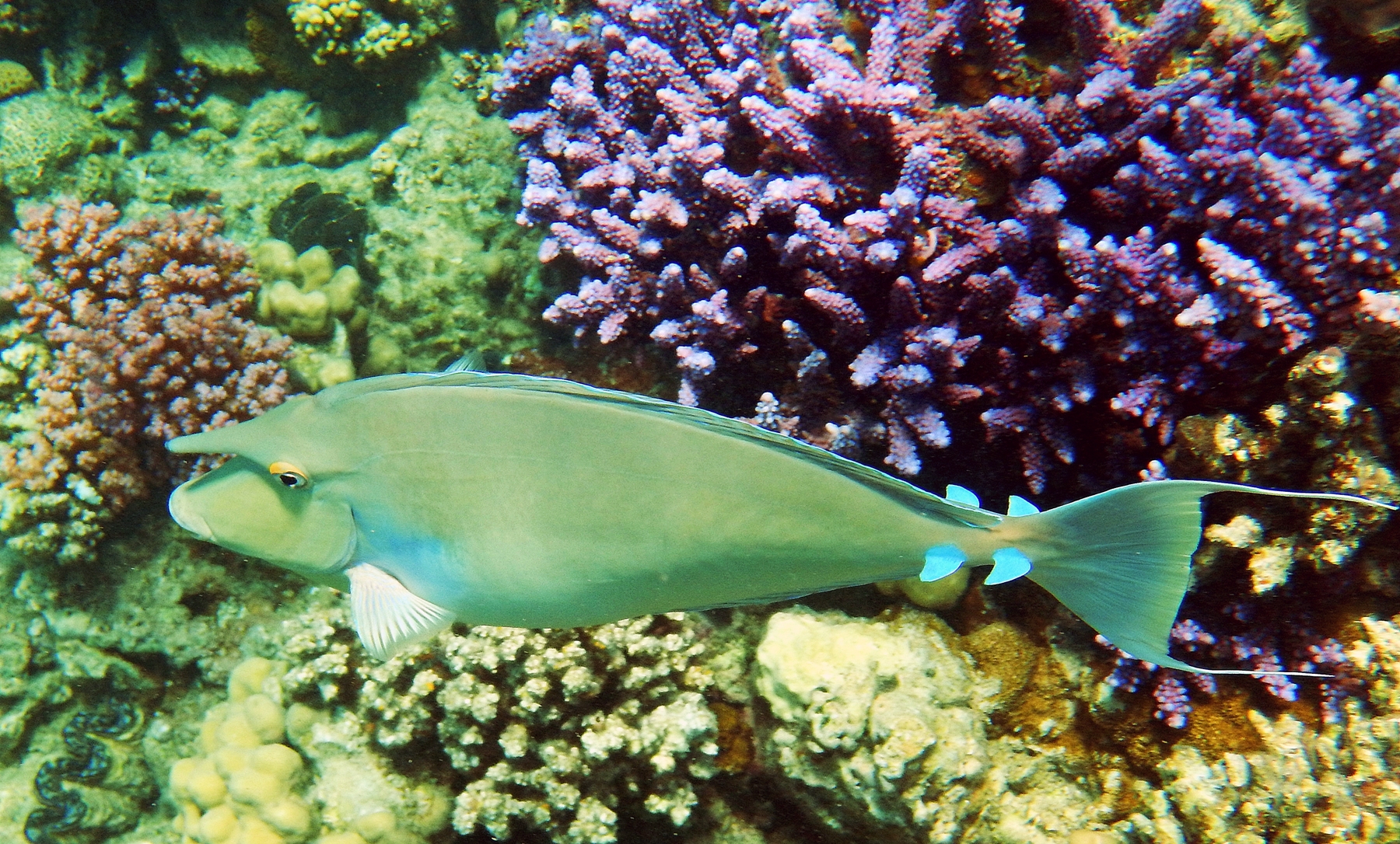 Naso unicornis