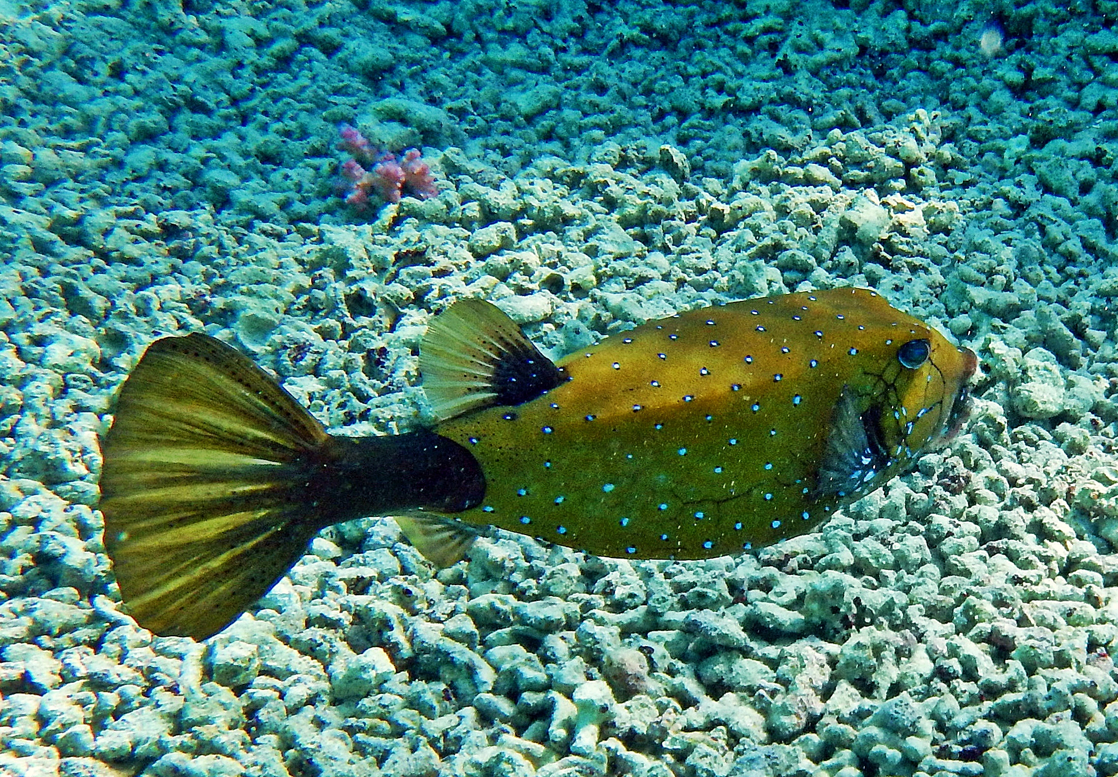 Yellow boxfish