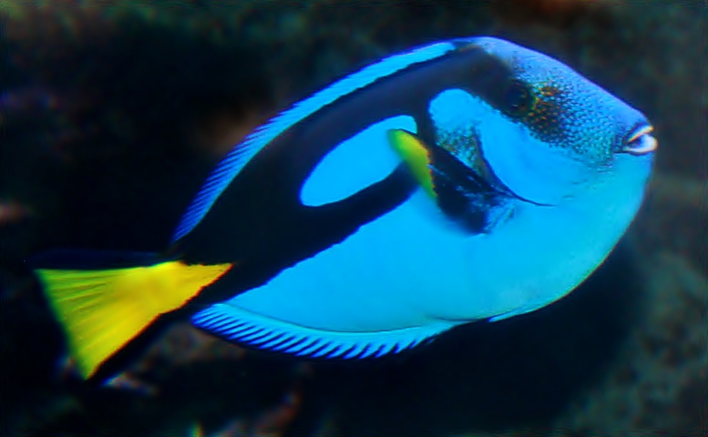 Blue tang