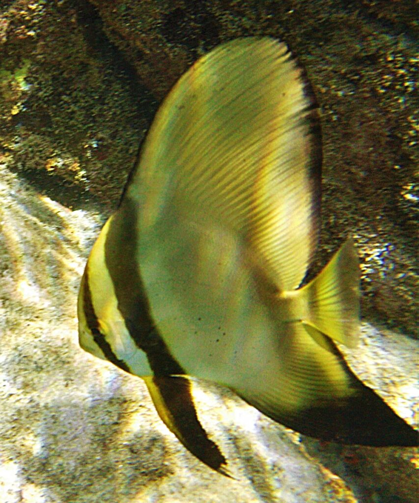 Platax orbicularis