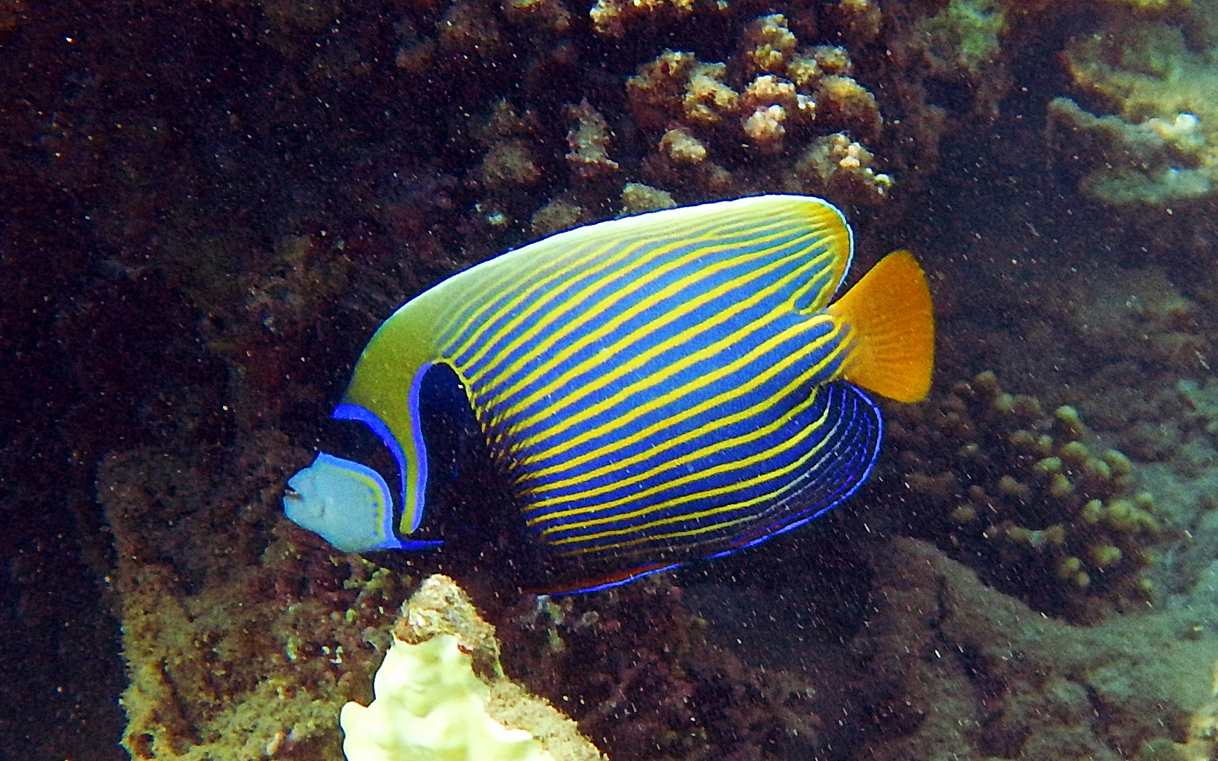 Pomacanthus_imperator