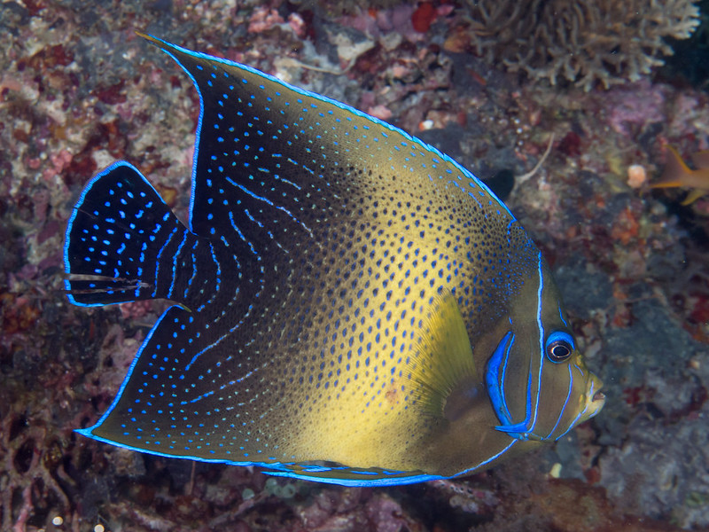 Pamacanthus_Semicirculatus