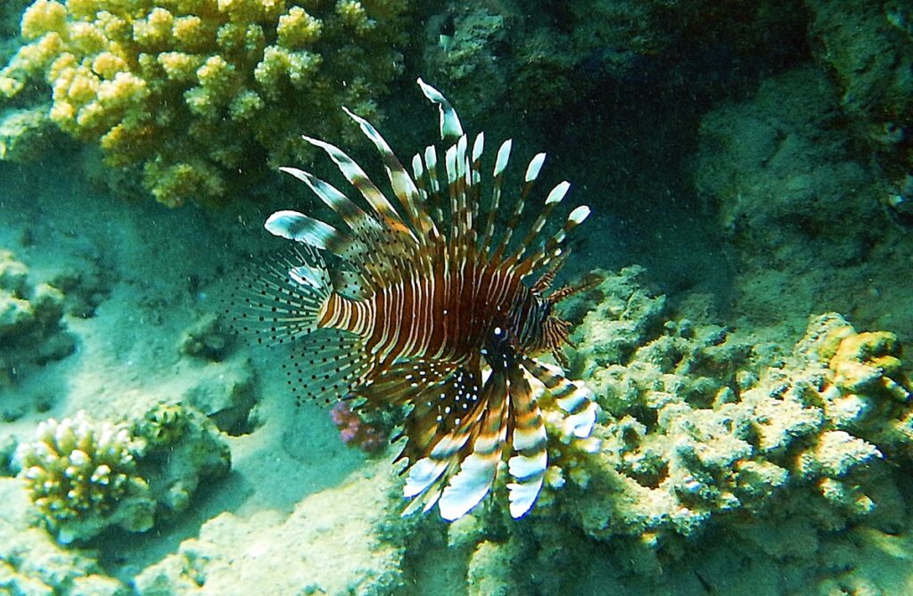 Pterois volitans