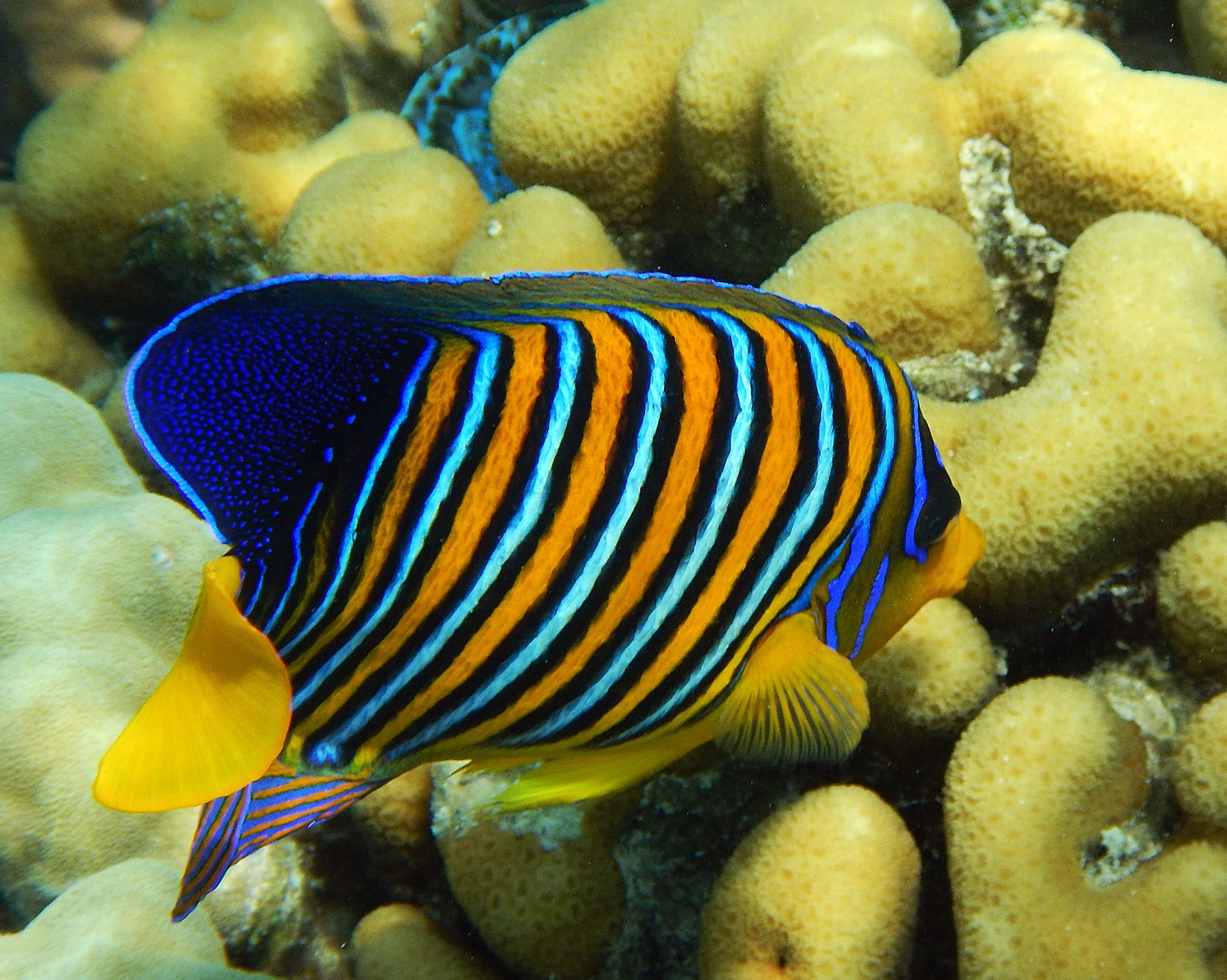 Royal angelfish
