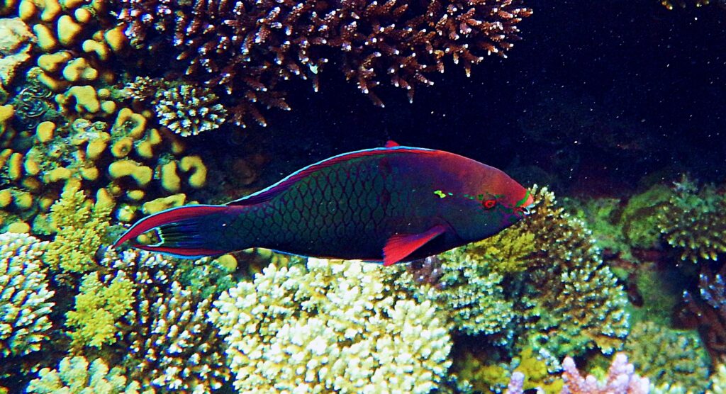 Scarus niger