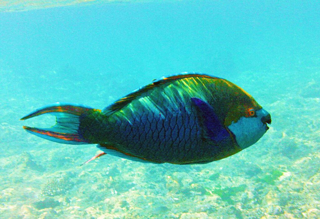Singapore parrotfish