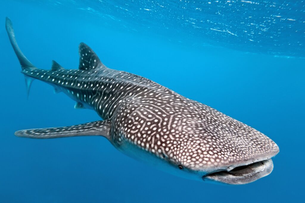 Whale Shark