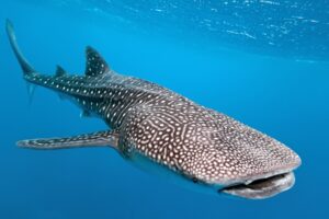 Whale Shark