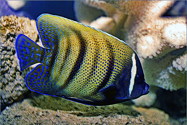 Pomacanthurus Sextriatus