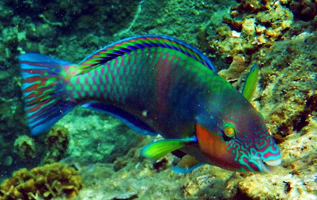 Surf Parrotfish