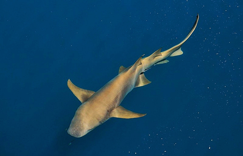 Tawny Nurse Shark