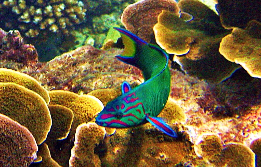 Thalassoma Lunnare