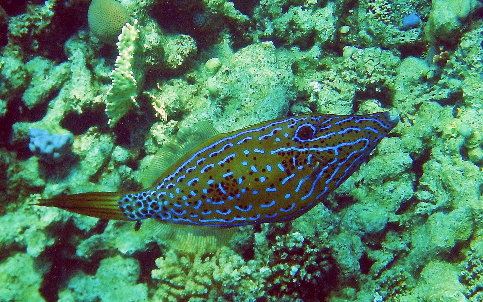 Scrawled Filefish