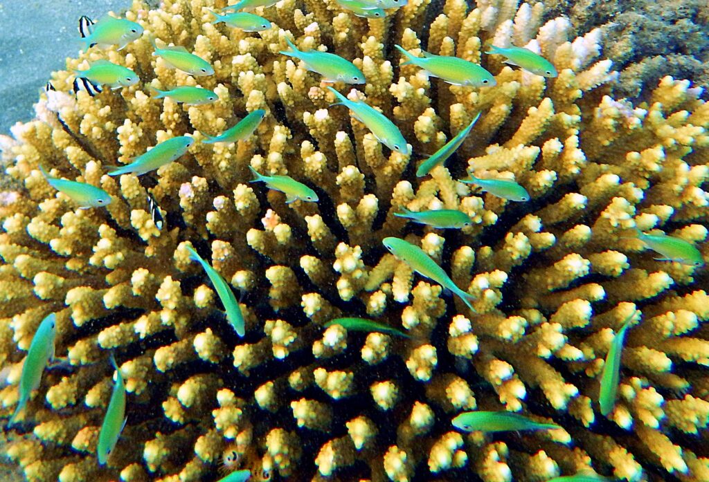 Chromis