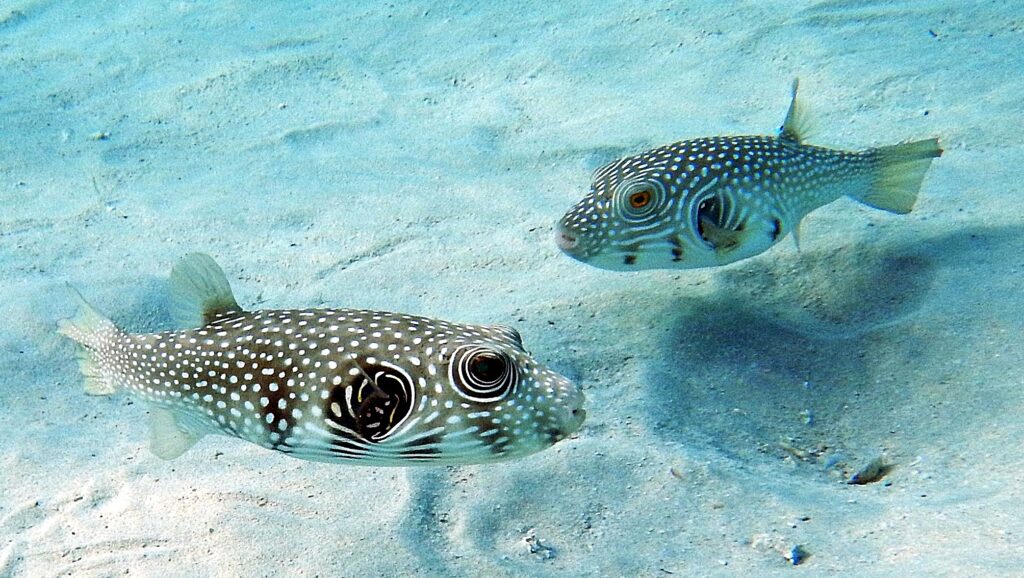 puffer-fish