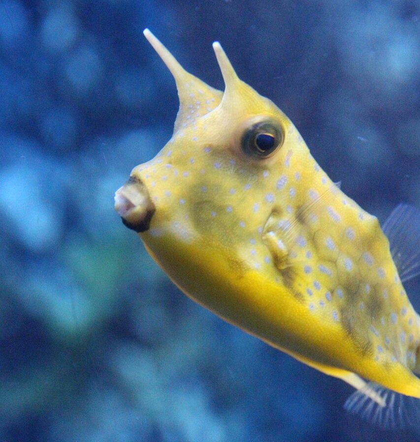 Lactoria cornuta