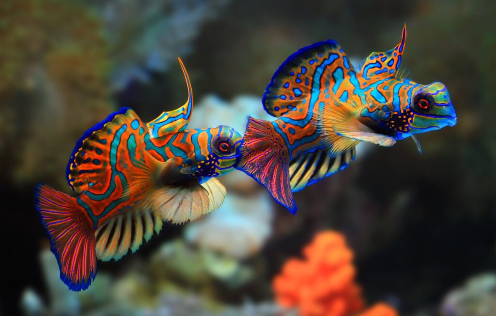 mandarin-fish